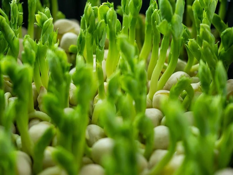 Pea Sprout